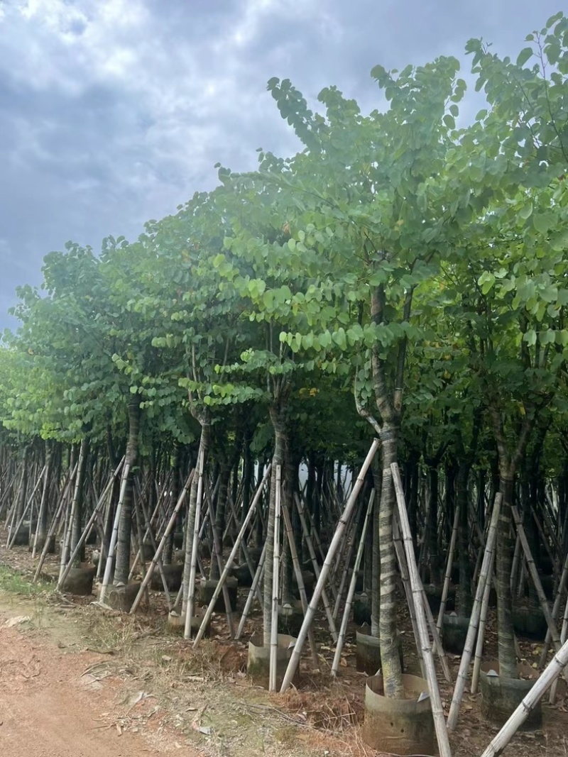 骨架宫粉紫荆10～18公分基地直发规格齐全质量优质