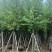 骨架宫粉紫荆10～18公分基地直发规格齐全质量优质