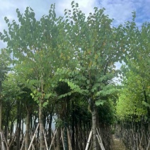 骨架宫粉紫荆10～18公分基地直发规格齐全质量优质