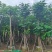 骨架凤凰木15～25公分基地直发规格齐全质量优质