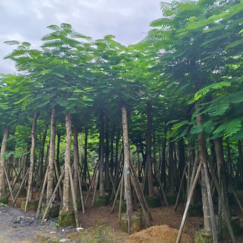 骨架凤凰木15～25公分基地直发规格齐全质量优质