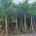 骨架凤凰木15～25公分基地直发规格齐全质量优质