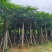 骨架凤凰木15～25公分基地直发规格齐全质量优质