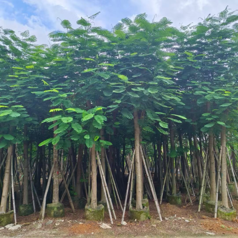 骨架凤凰木15～25公分基地直发规格齐全质量优质