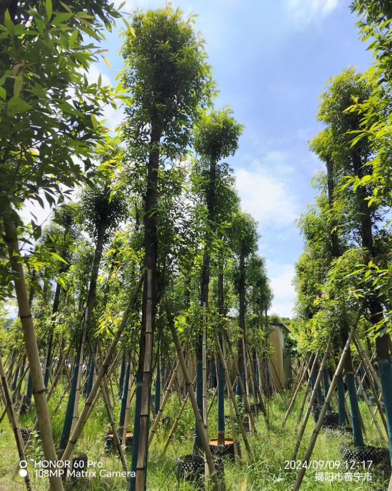小叶金丝楠木10～25公分基地直发规格齐全质量优质