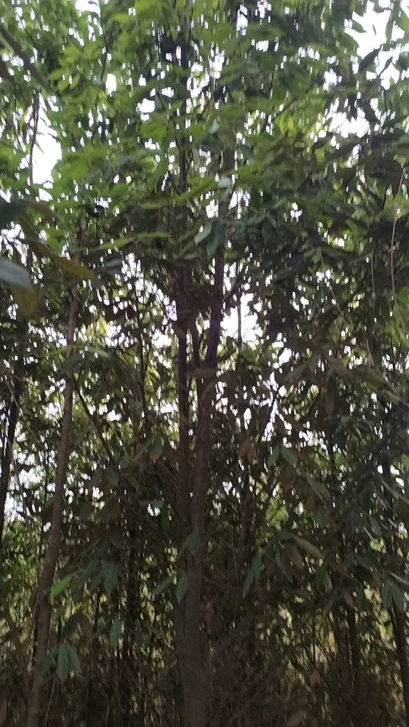 青冈栎
