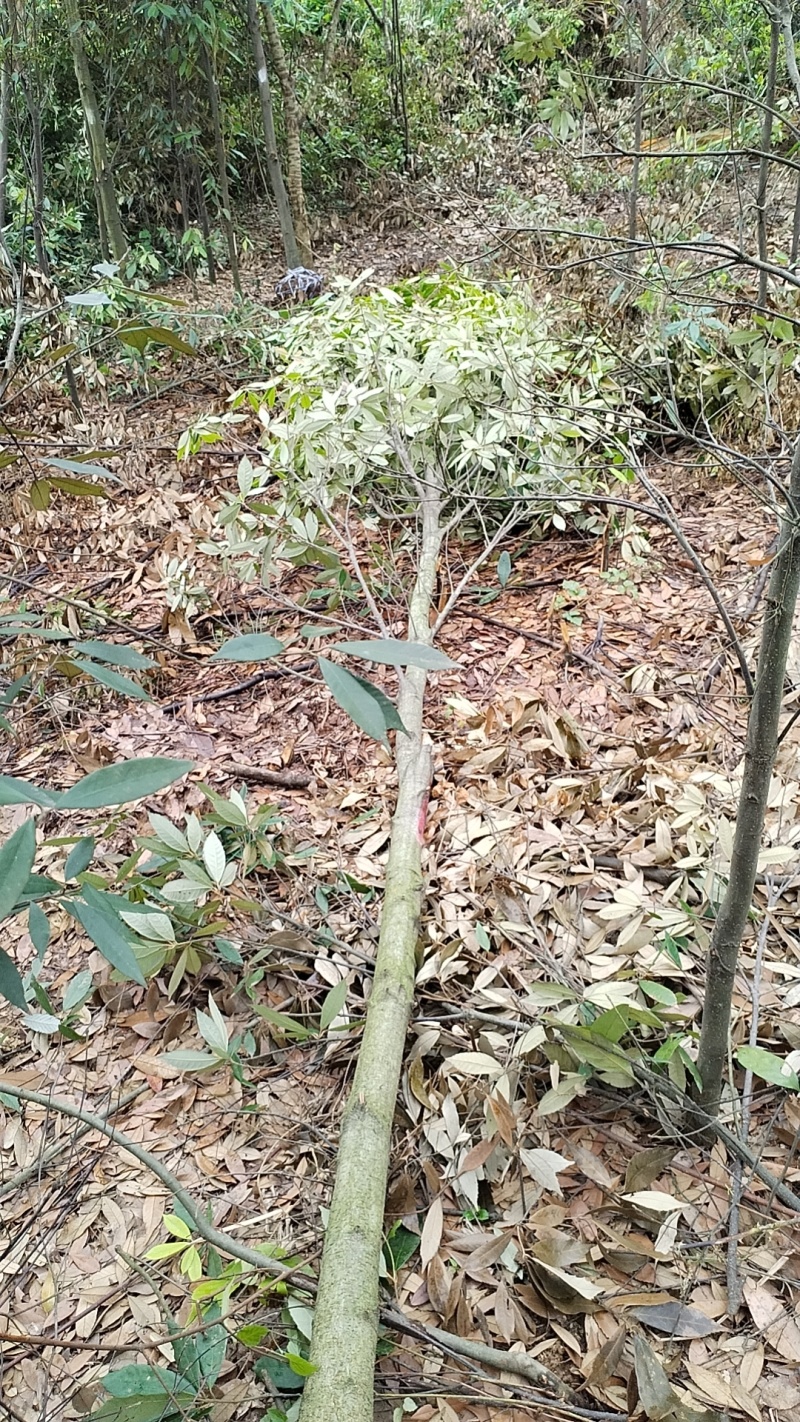 青冈栎
