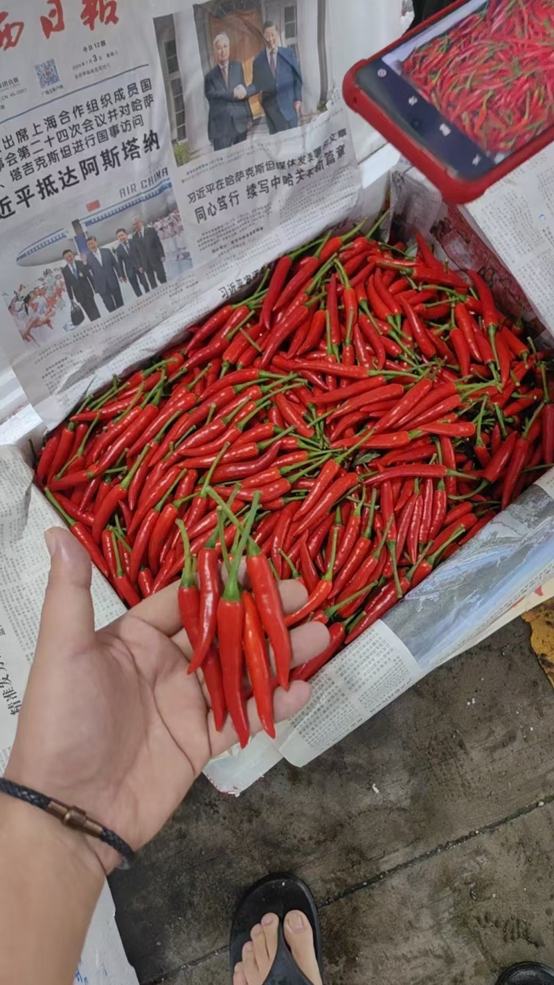 精品辣椒小米椒一手货源基地直发保质保量价格美丽