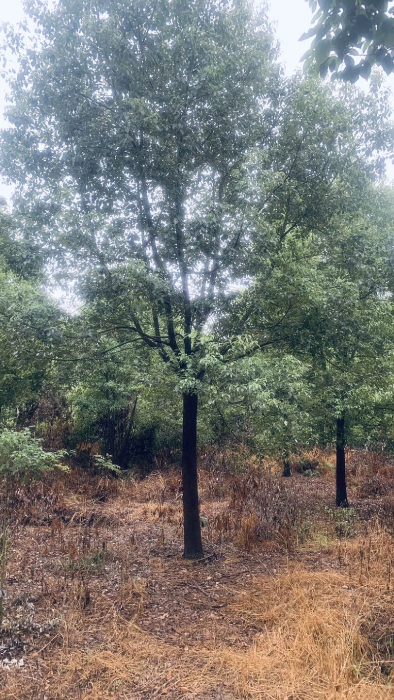 【急售】【香樟树】湖北荆州产地发货来电洽谈给钱就买诚信