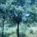 【急售】【香樟树】湖北荆州产地发货来电洽谈给钱就买诚信