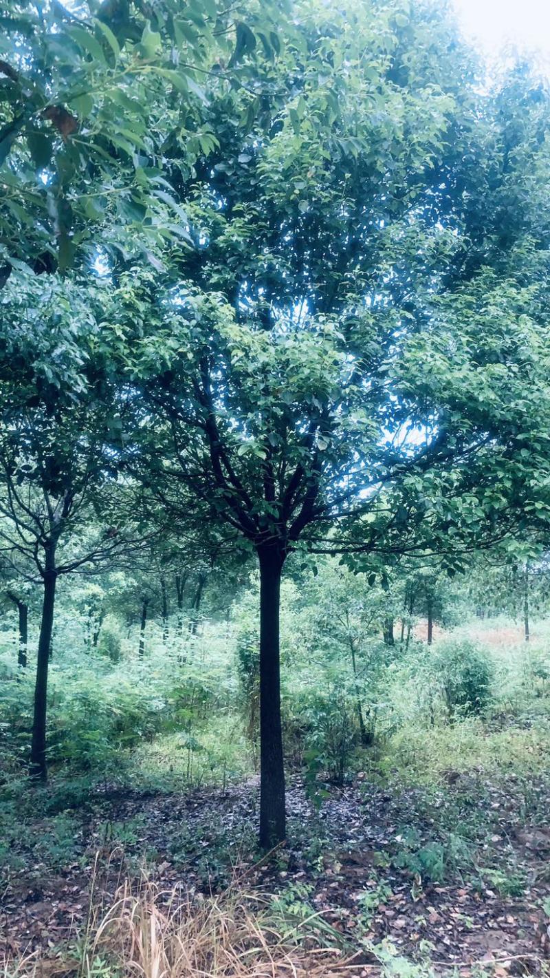 【急售】【香樟树】湖北荆州产地发货来电洽谈给钱就买诚信