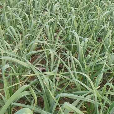 大棚红根蒜苗，基地直供，一手货源，对接各大市场平台