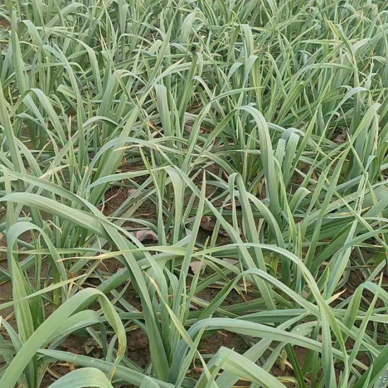 大棚红根蒜苗，基地直供，一手货源，对接各大市场平台