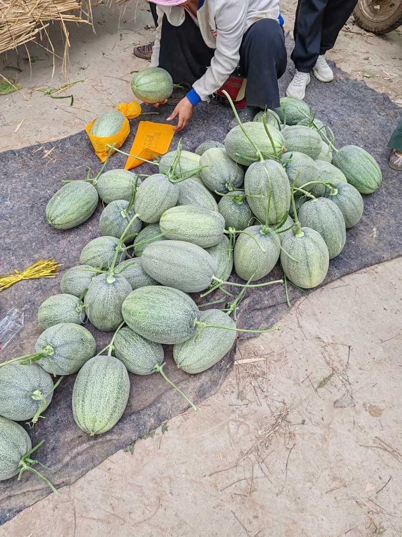 晓蜜25