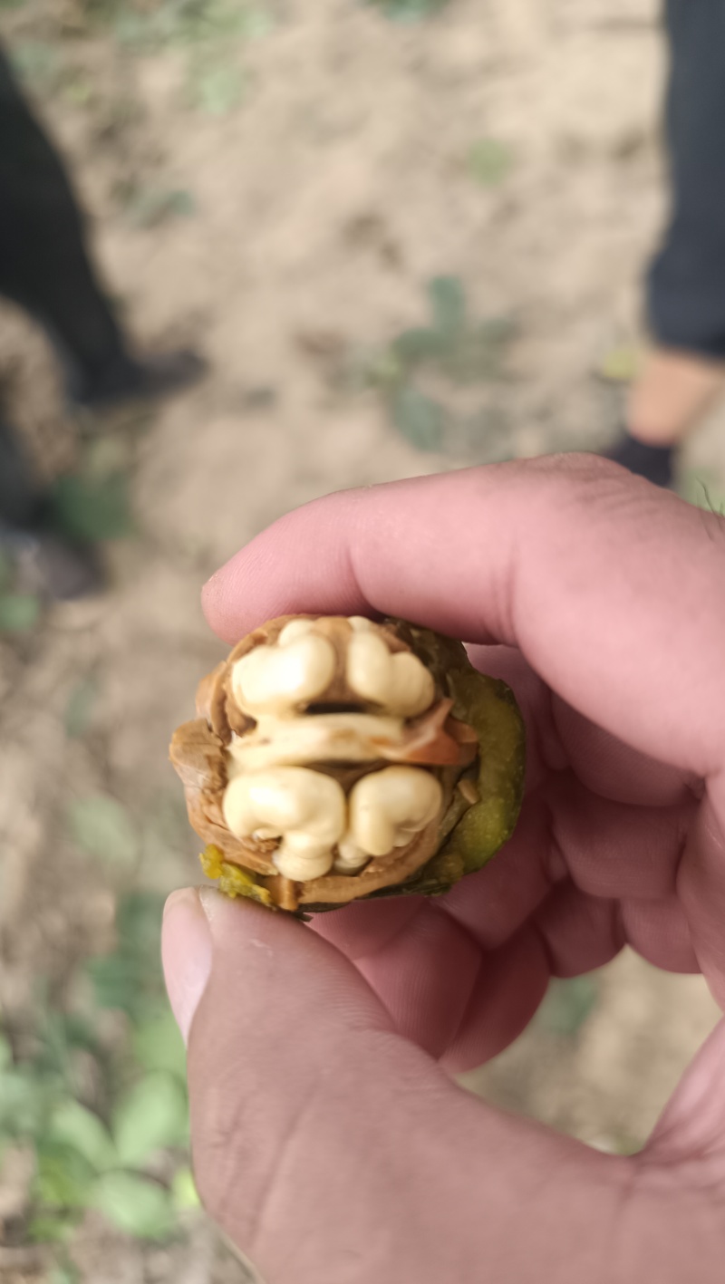 薄皮核桃