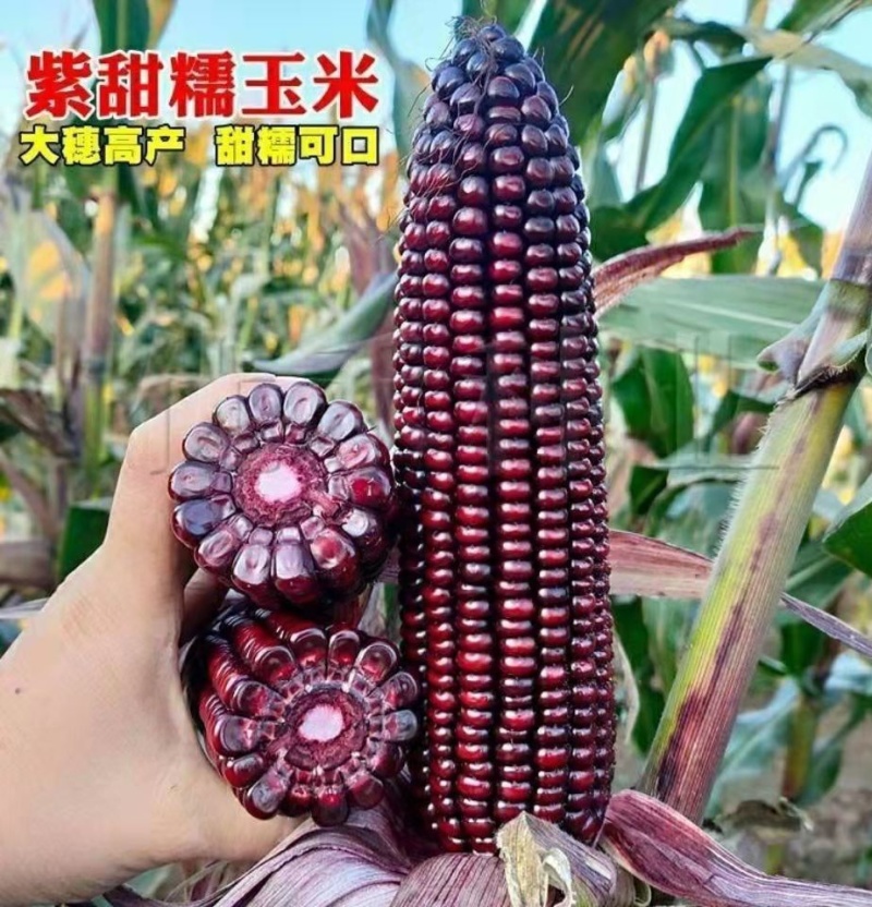 京紫糯219糯玉米种子原厂正品高产耐高温抗虫抗倒非转基因