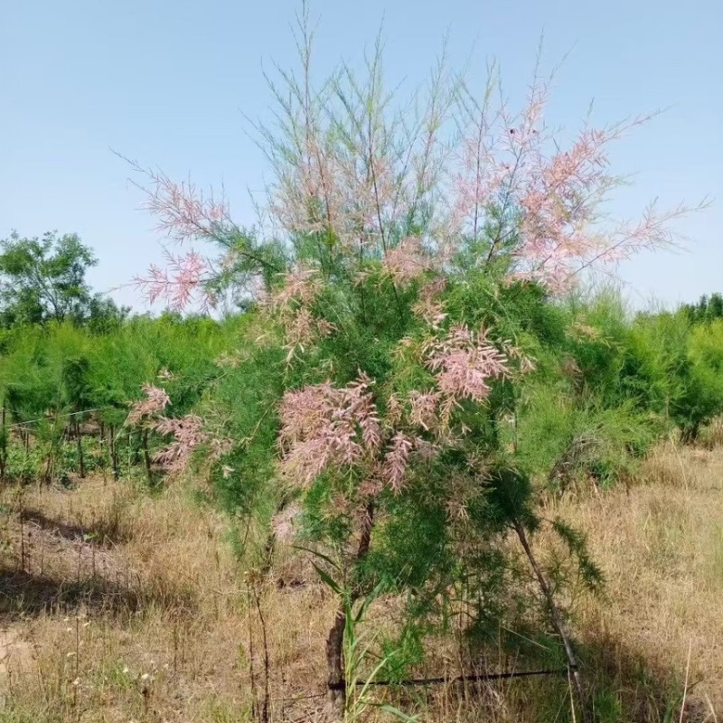 山东柽柳红柳盐松丛生柽柳独杆柽柳柽柳基地