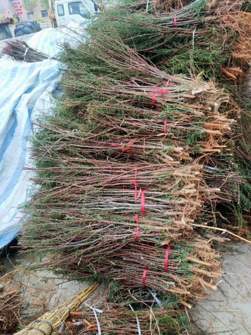 山东柽柳红柳盐松丛生柽柳独杆柽柳柽柳基地