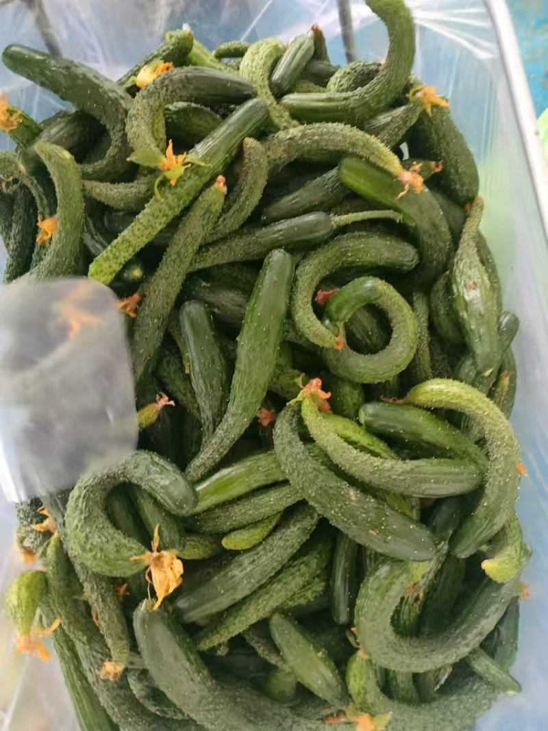 【黄瓜妞】密刺黄瓜瓜妞各种规格品类齐全去量出货