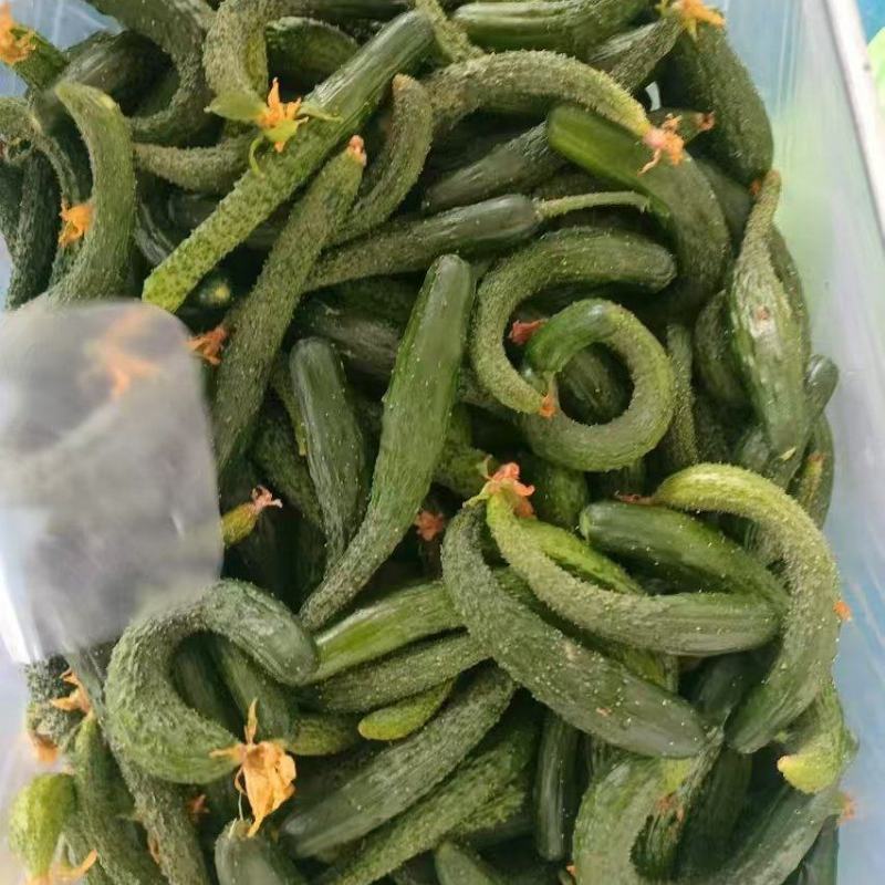 【黄瓜妞】密刺黄瓜瓜妞各种规格品类齐全去量出货