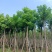 光杆秋枫12～20公分基地直发规格齐全质量优质