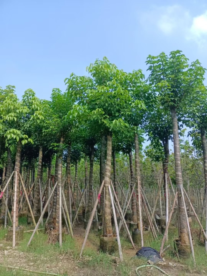 光杆秋枫12～20公分基地直发规格齐全质量优质