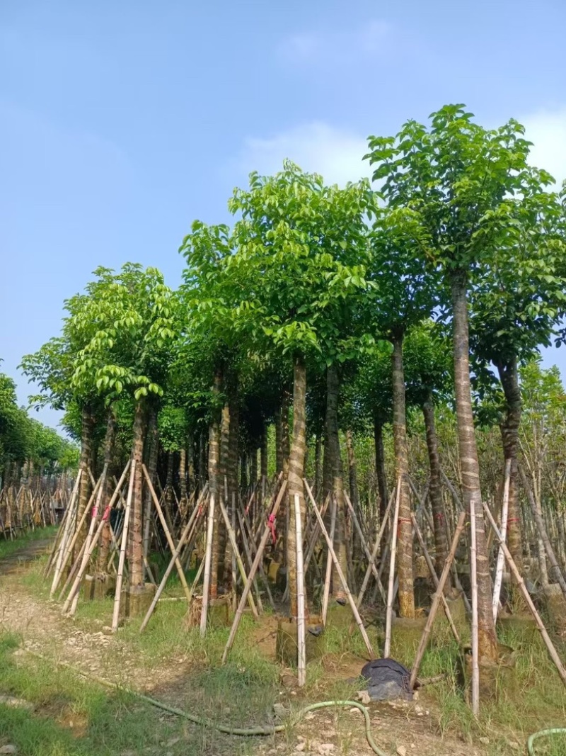 光杆秋枫12～20公分基地直发规格齐全质量优质