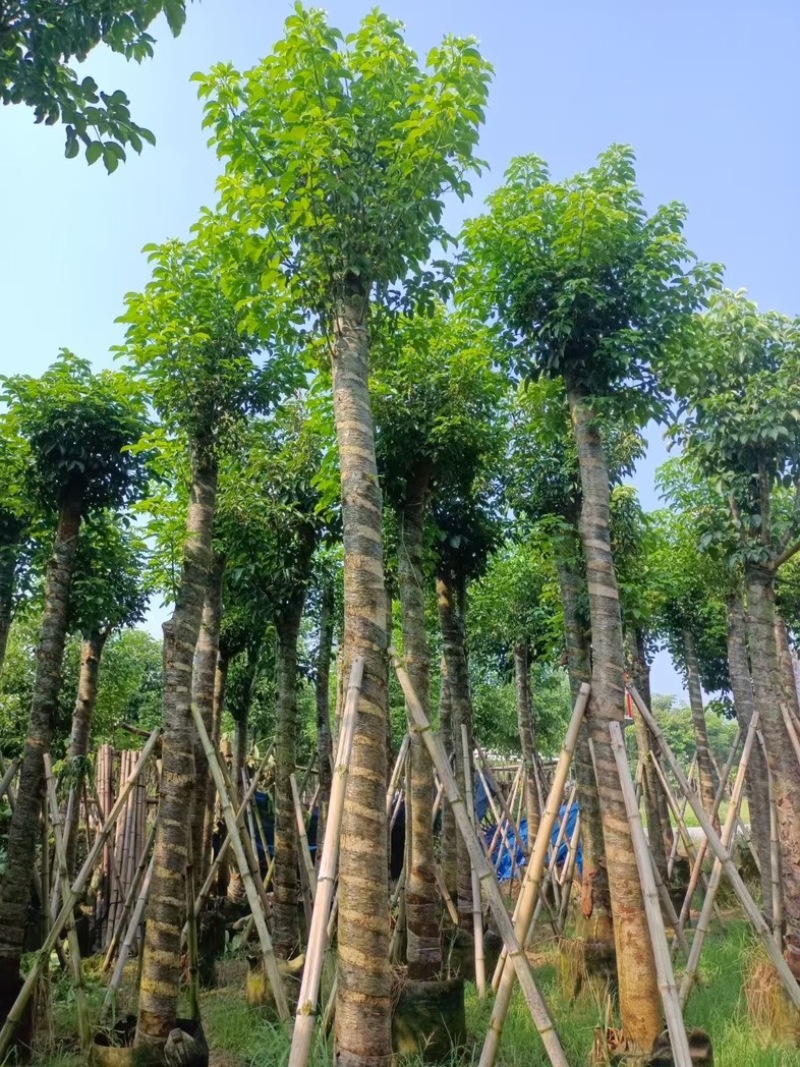 光杆秋枫12～20公分基地直发规格齐全质量优质