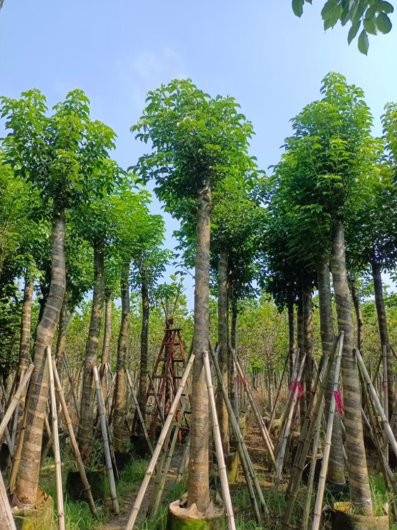 光杆秋枫12～20公分基地直发规格齐全质量优质