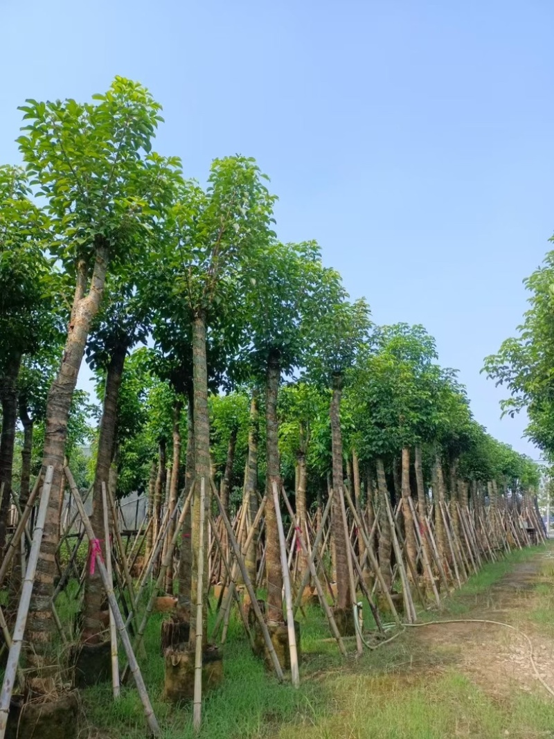 光杆秋枫12～20公分基地直发规格齐全质量优质