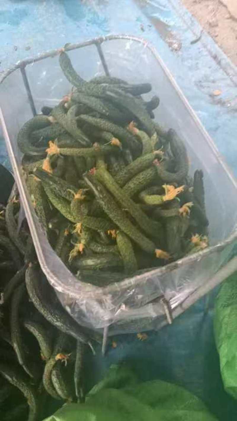 【黄瓜妞】密刺黄瓜瓜妞各种规格品类齐全去量出货