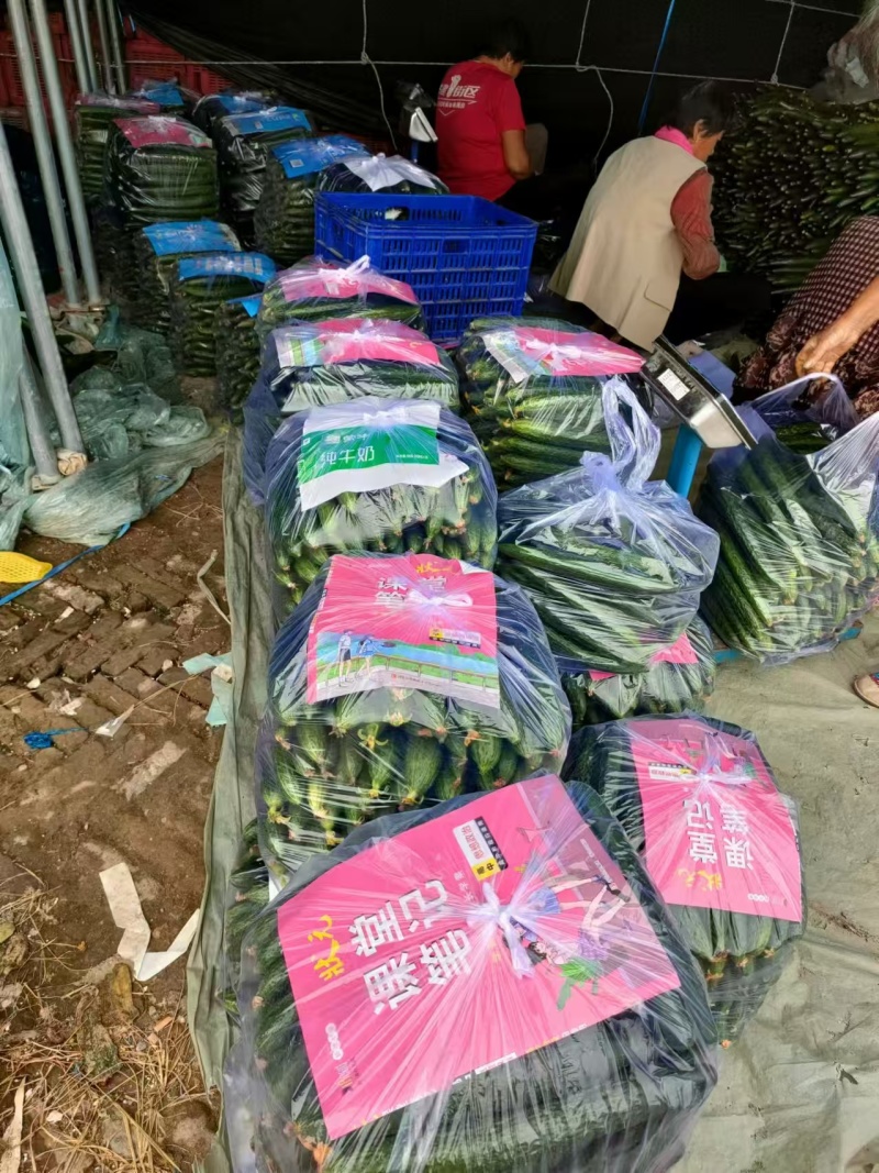 【黄瓜妞】密刺黄瓜瓜妞各种规格品类齐全去量出货