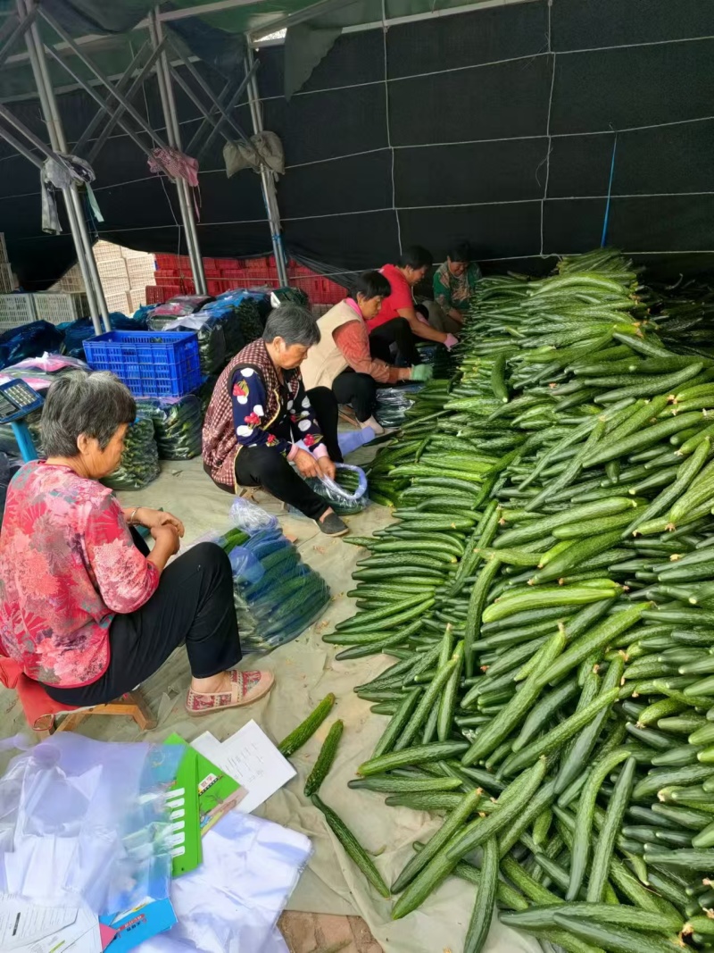 【黄瓜妞】密刺黄瓜瓜妞各种规格品类齐全去量出货