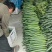 【黄瓜妞】密刺黄瓜瓜妞各种规格品类齐全去量出货