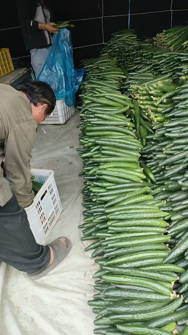 【黄瓜妞】密刺黄瓜瓜妞各种规格品类齐全去量出货