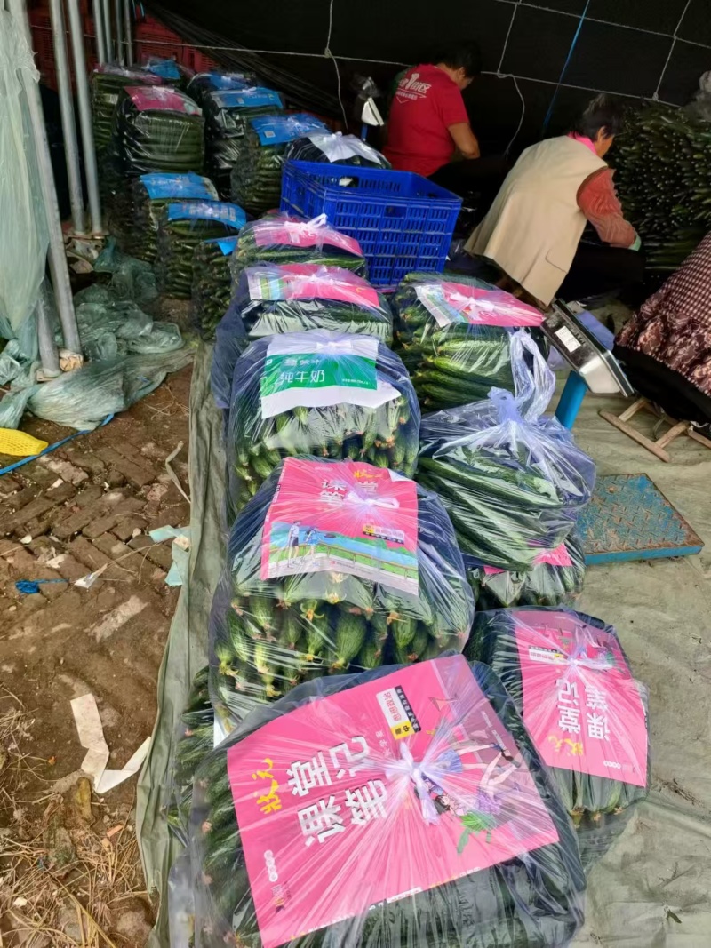 【黄瓜妞】密刺黄瓜瓜妞各种规格品类齐全去量出货