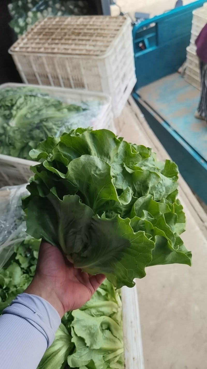 生菜万亩直供