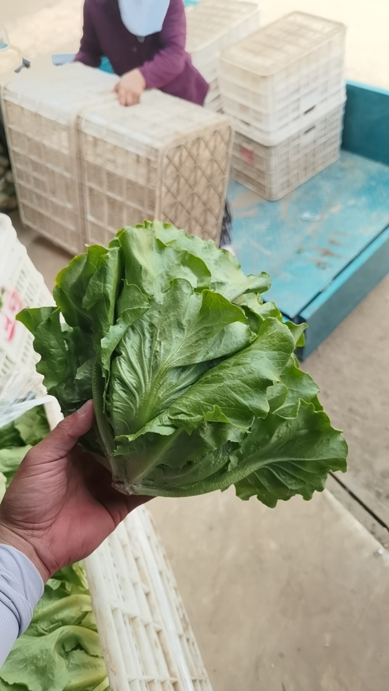 生菜万亩直供
