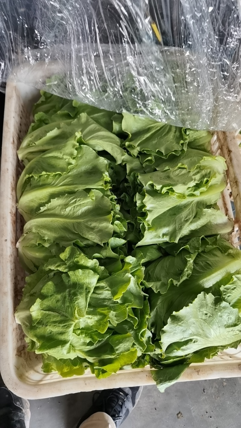 生菜万亩直供