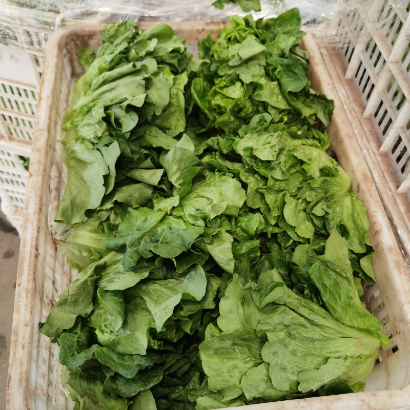 生菜万亩直供
