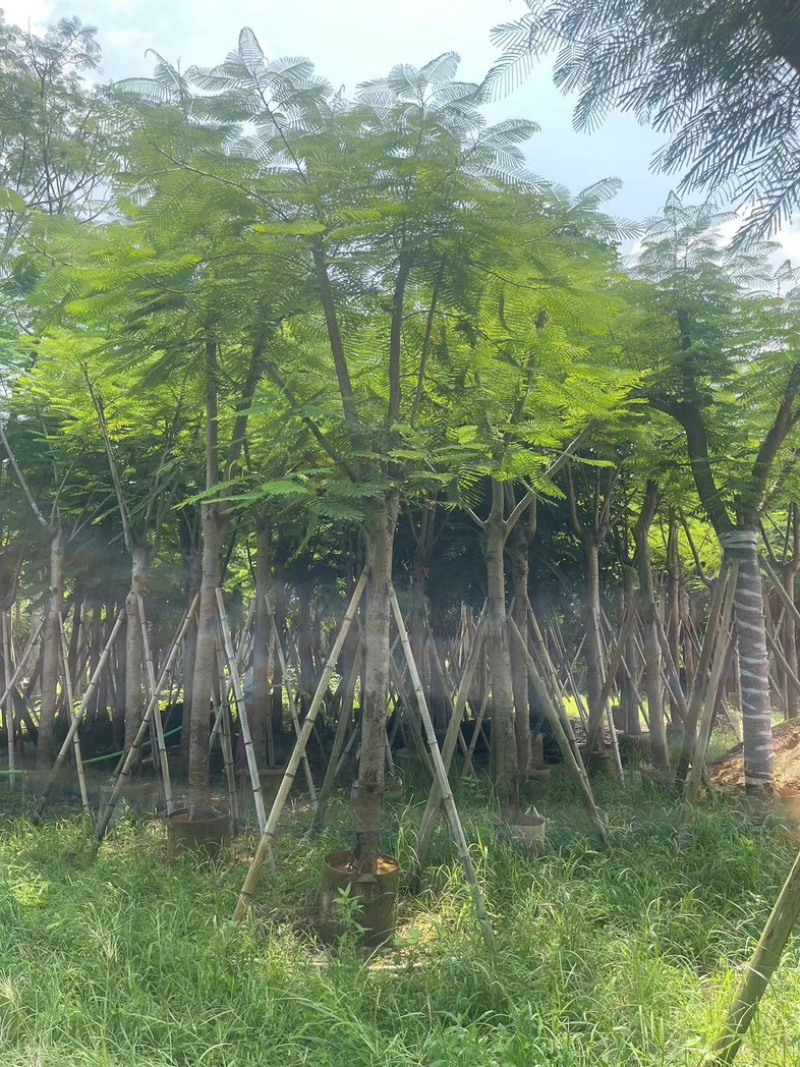 凤凰木5～15公分基地直发规格齐全质量优质