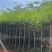 凤凰木5～15公分基地直发规格齐全质量优质