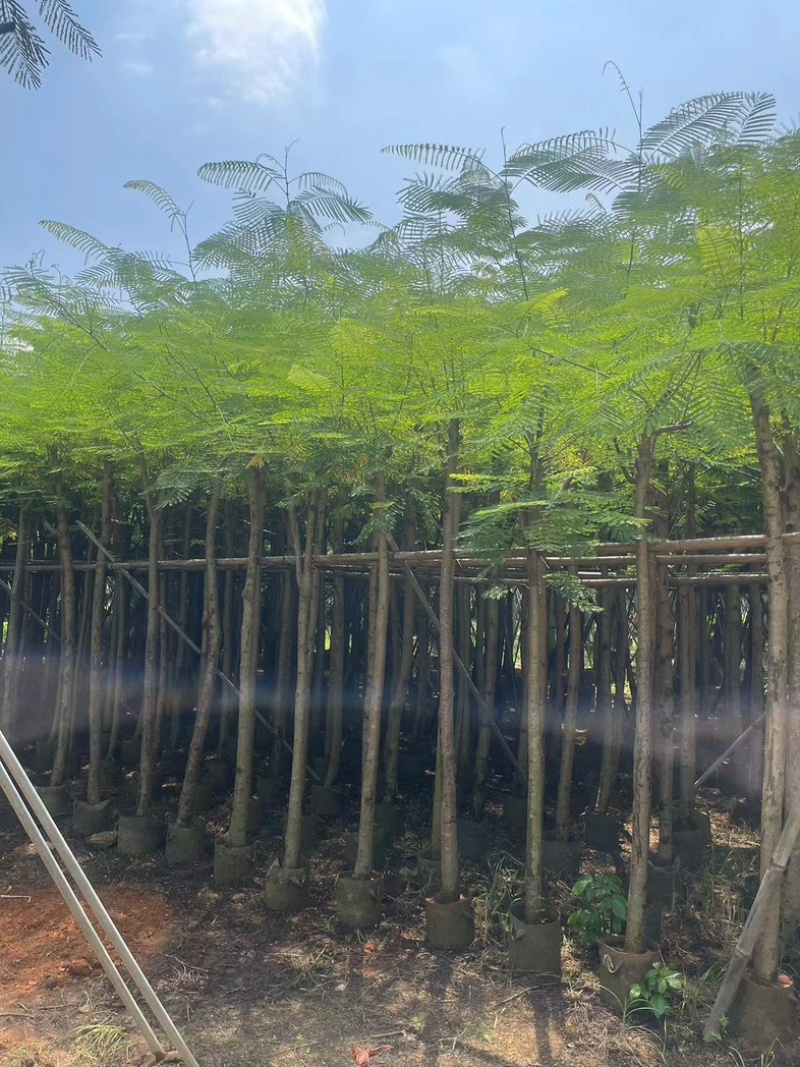 凤凰木5～15公分基地直发规格齐全质量优质