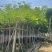 凤凰木5～15公分基地直发规格齐全质量优质