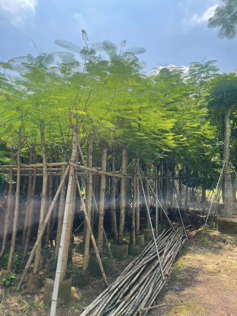 凤凰木5～15公分基地直发规格齐全质量优质