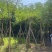 凤凰木5～15公分基地直发规格齐全质量优质