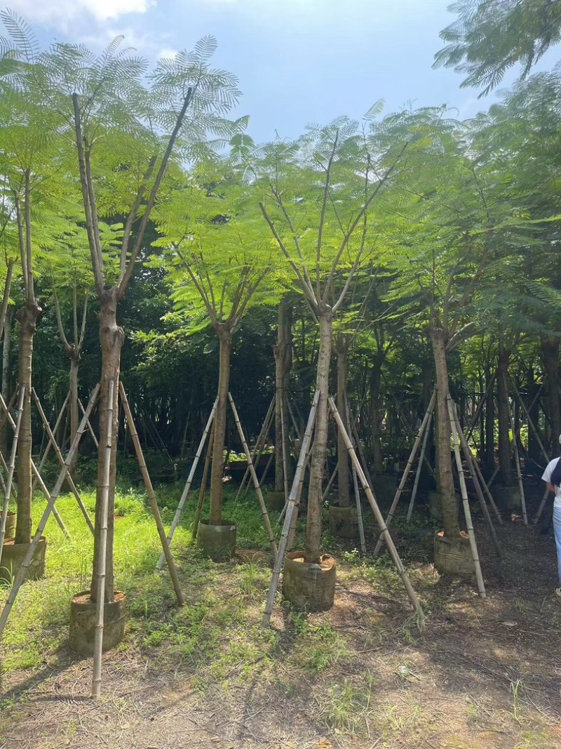 凤凰木5～15公分基地直发规格齐全质量优质