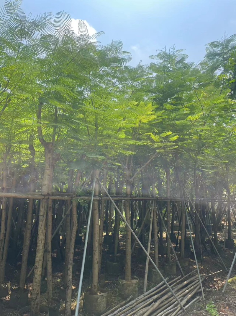 凤凰木5～15公分基地直发规格齐全质量优质