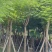 凤凰木5～15公分基地直发规格齐全质量优质