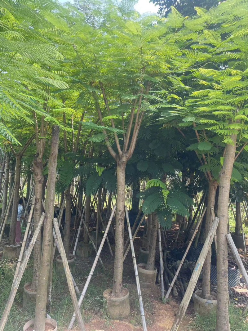 凤凰木5～15公分基地直发规格齐全质量优质